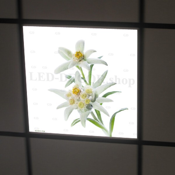 Décor diffusant pour dalle LED 60x60 cm évocation nature Edelweiss 1