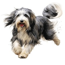 3x Sticker Bearded Collie Autoaufkleber 9x9cm Beardie Hund Hütehund Set