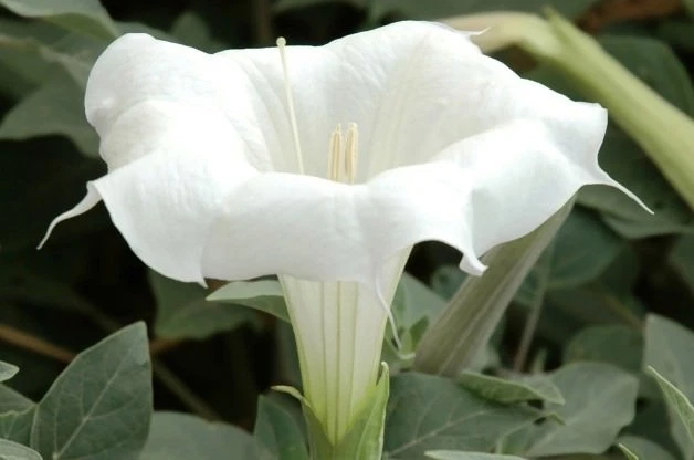 SEMILLAS DE FLOR DE LUNA BLANCA FLORACIÓN NOCTURNA - GRANDES FLORES FRAGANTES 2025 COSECHA DE OTOÑO Foto 3 de 4