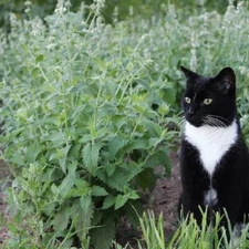 CATNIP Seeds Perennial Herb Cat Lovers Happy Kitty Cat Non-GMO 500 Seeds!