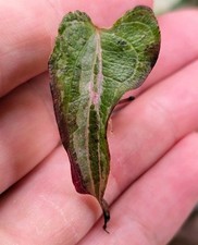 RARE! DIOSCOREA AURORA (SATUN) VARIEGATED CUTTING ROOTED/ROOTING  IN WATER.