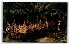 Postcard Cypress Knees Drying on Railroad Tom Gaskins Museum Palmdale Florida Ch