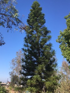 Norfolk Island Pine Seeds Seeds Freshly Harvested This Season Ebay