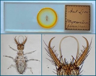 T.W.Starr Antique Microscope Slide of a Small Perfect Ant Lion