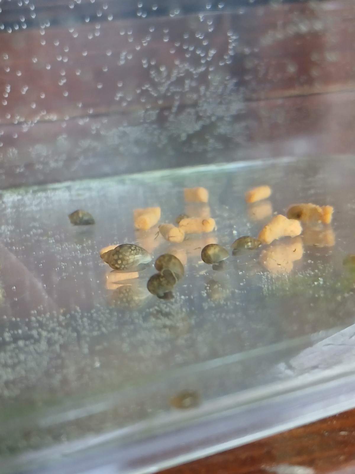 Offetta 5 physa marmorata lumache per acquario + omaggio