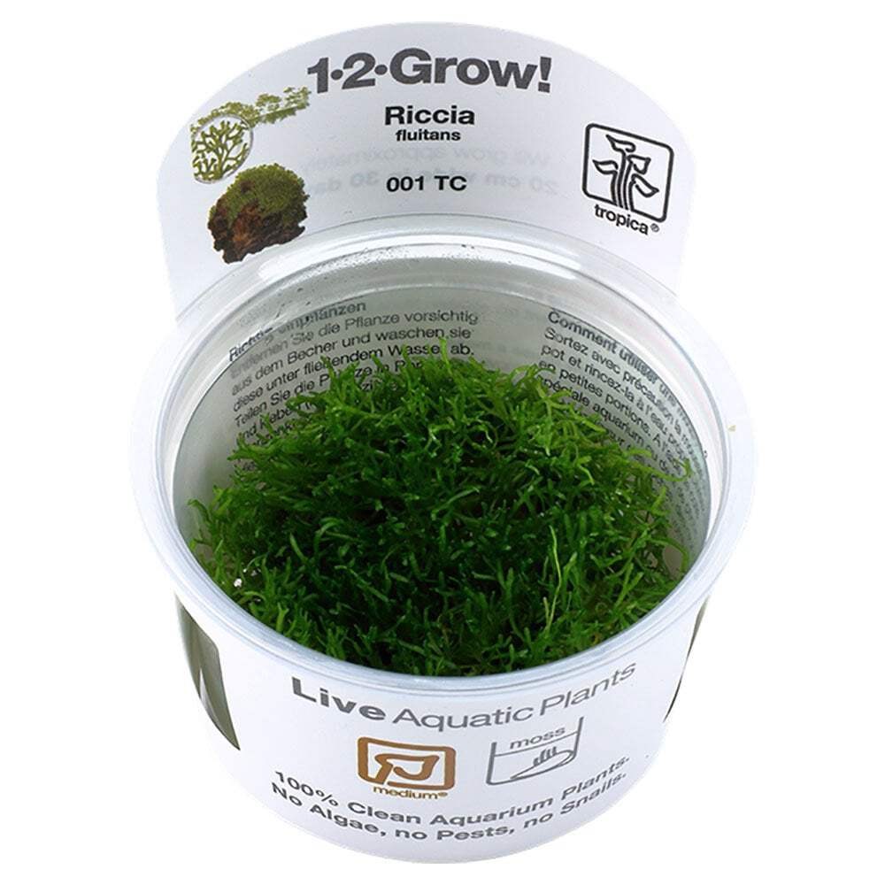 Tropica Riccia Fluitans 1-2-Grow  - Live Aquarium Tissue Culture Plant