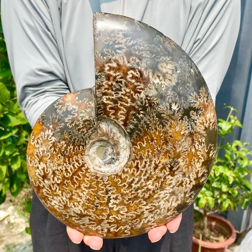 4.67LB Natural Fossil Snail Agate Fancy Cabochon Gemstones - Picture 4 of 12