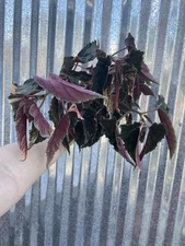 #92 RARE  Begonia Ginny Galaxy Variegated 4” Pot Aroid Houseplant