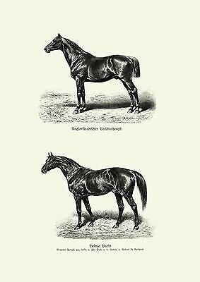Horse Pictures Anglo Arab Prince Paris Thoroughbred 1880 26 Facsimile - Picture 1 of 1