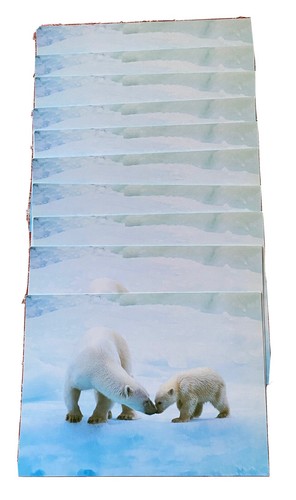 Lote de 10 postales vintage de oso polar con franqueo de EE. UU. Permiso pagado no. 5260 - Imagen 1 de 5