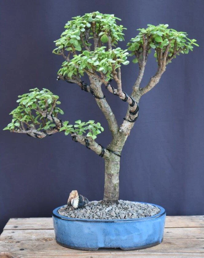 Baby Jade Bonsai Tree Live Plant Indoor Succulent 8" x 14" x 17" Tall 23 y.o. - Image 2 of 2