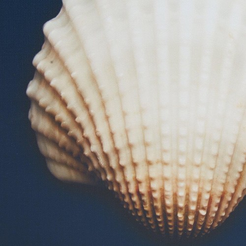 Versatile Coastal Framed Seashell Art Set - 12x12 Canvas Decor for Any Room - Picture 6 of 7