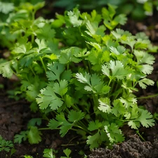 Cilantro Seeds, Coriander, Non-GMO, Fast Growing, Aromatic Herb, Free Shipping