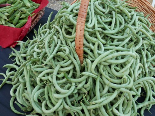 contender bush bean seeds * 100 seeds per pkt *