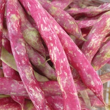 French Horticulture Shell Bean Seeds, Haricot Tarbais, NON-GMO, FREE SHIPPING