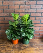 FICUS LYRATA Dwarf Fiddle Leaf Fig with 6" Pot| Little Sunshine in 6" Pot