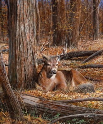 Bedding Down, Deer, Kevin Daniel, Wall Art Print Poster 14'' x 11''  3283