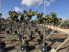 Sunny Tree - Vitis Vinifera 'Media Red Globe' – Weinrebe – 170 cm