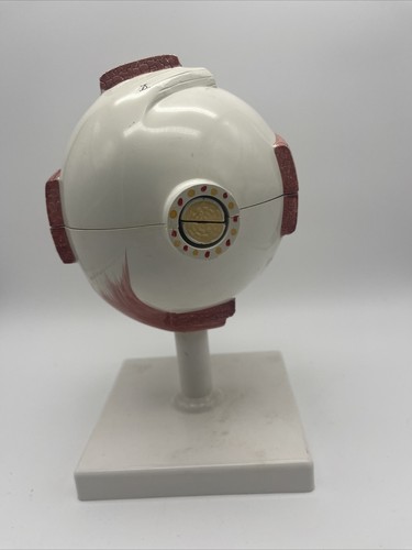 3B Scientific F10 Human Eye Model, 5 times Full-Size, 6 part Vision Anatomical - Picture 3 of 4