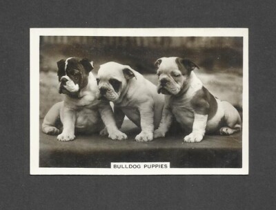 84 YR OLD ORIGINAL BULLDOG PUPPIES VINTAGE PHOTO TRADE AD CARD BULLDOGS DOG  UK