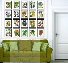 Botanical decor botanical art set of 20 Unframed Tropical living room decor 
