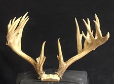 Finished 208 2/8" #6 TN Whitetail replica Antlers TAXIDERMY 