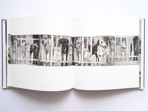 Dog Photo Book 2001 96 Pages Animals From Japan - Picture 7 of 10