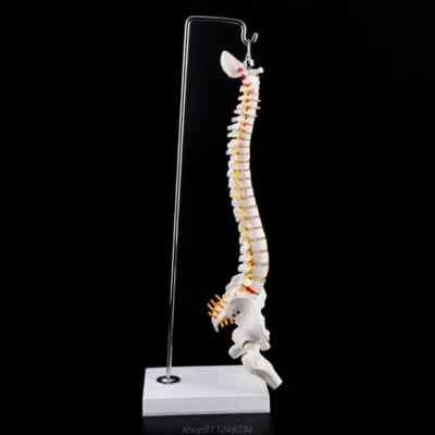 45cm Flexible Human Spinal Column Vertebral Lumbar Curve Anatomical Model New US