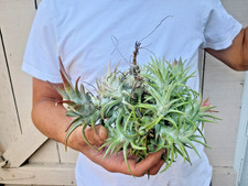 Tillandsia ionantha v. vanhyningii Air Plant Clump