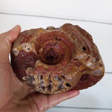 853 Gr AMAZING GIANT PERMIAN WHOLE AMMONITE FOSSIL GEODE CALCITE MOLLUSCA