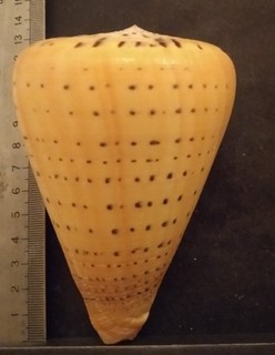 COLLECTION COQUILLAGE : CONUS BETULINUS