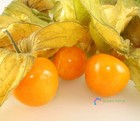 500 Seeds Physalis Pubescens Husk Tomato Hairy Groundcherry Muyaca Jelly Fruits