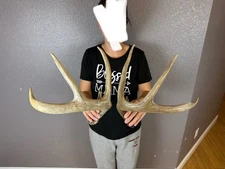 Two 4pt Whitetail Deer Antlers Sheds WILD IDAHO Horns Rustic Decor Rattling Set