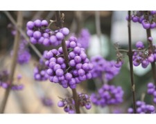 Liebesperlenstrauch FloraSelf Callicarpa bodinieri 'Profusion' H 50 cm Co 4,5 L