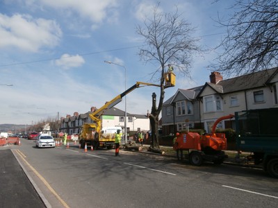 Foto 8x6 Fällung eines der Bäume der Caerphilly Rd, Cardiff Birchgrove \/ c2016