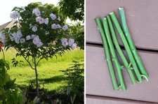 Pink Bush Tree Morning Glory Ipomoea carnea - 5 Unrooted Cuttings  (not Seeds)