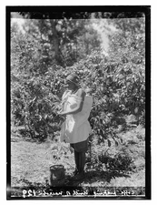 Coffee picking North of Nairobi,Kenya,Africa,Matson Photo Service,1936