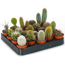 SET OF 10 MIXED SMALL CACTUS INDOOR PLANTS IN 5.5CM POTS EASY CARE HOUSEPLANTS