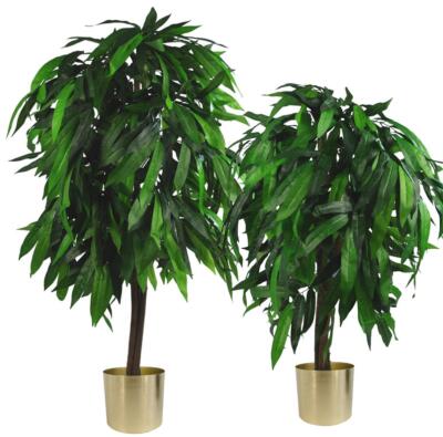 GROßE Mango Pflanzen Bäume exotisch tropisch für Home Office Display Blatt Design UK