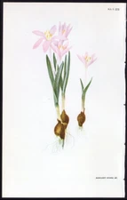 c1981 Curtis Botanical Magazine - Margaret Stones Print Hungarian Crocus
