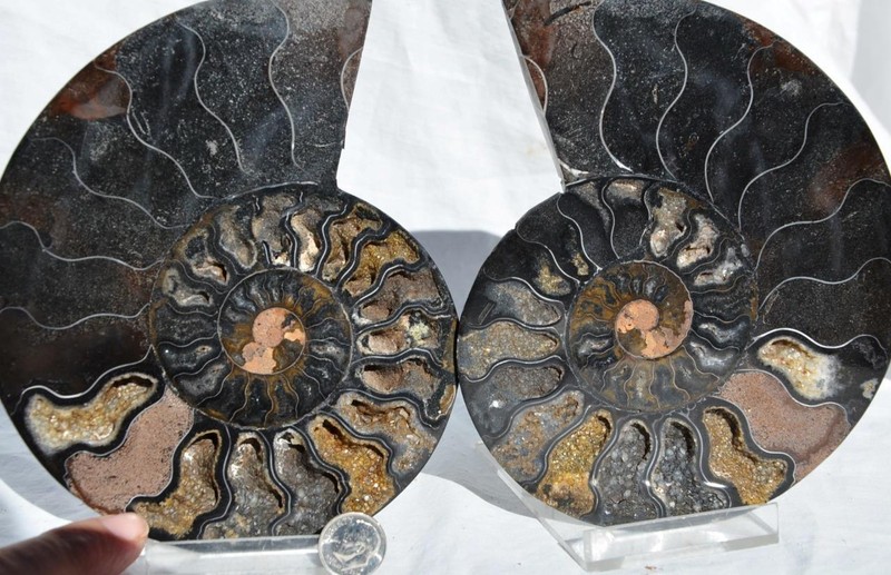 Large Black Ammonite Pair Deep Crystals 110myo FOSSIL XXL 153mm 6.1" 9314ee