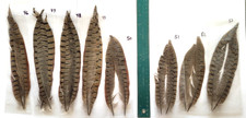 PHEASANT TAIL FEATHERS - U PICK - 8-10 inch Various Packs - Fly Tying Materials