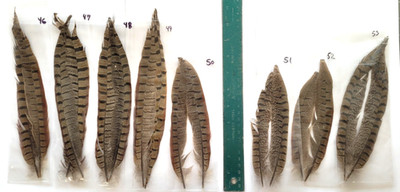 PHEASANT TAIL FEATHERS - U PICK - 8-10 inch Various Packs - Fly Tying Materials