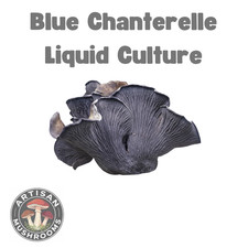 Blue Chanterelle Mushroom Liquid Culture - Ready to Grow Spores!