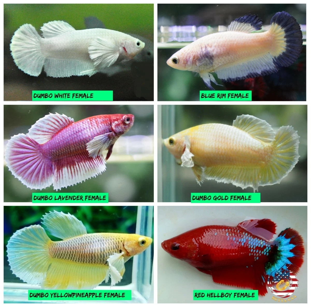 White Female Betta Fish
