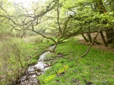 Photo 6x4 Ocknell Inclosure, brook Stoney Cross Looking downstream at one c2014