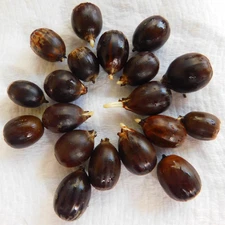 20 Dwarf Chinkapin ACORNS 20 Quercus prinoides Seeds TWENTY Fresh Acorns