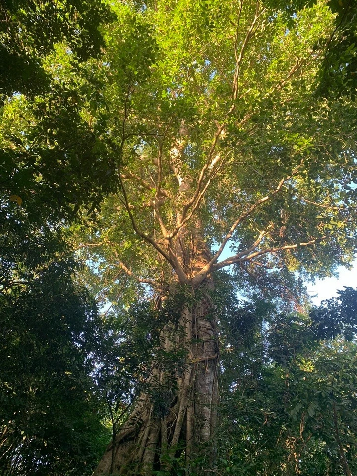 Semillas de árbol Ficus Benghalensis, semillas de higo de baniano, higo de Bengala, bonsái, indio Foto 3 de 4