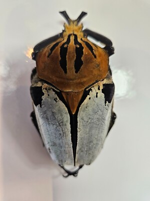 Goliathus Cacicus | eBay