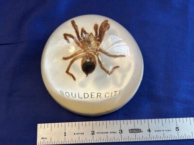 Vintage Tarantula Lucite 4'' Dome Paperweight Acrylic Taxidermy Spider Boulder CO